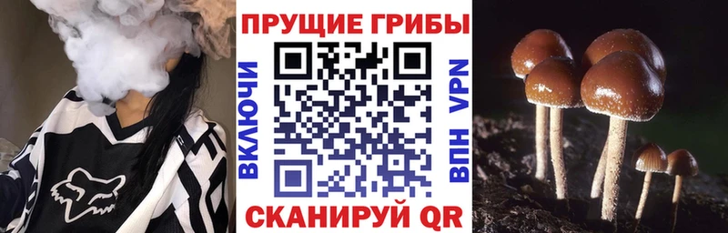 Псилоцибиновые грибы Psilocybine cubensis  Купить где  Среднеколымск 